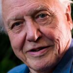 David attenborough beetle